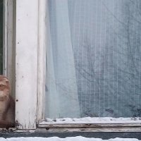 Сидела кошка на окошке :: Елена Павлова (Смолова)