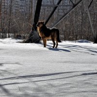 Местный предводитель Полкан...:) :: Анатолий Колосов