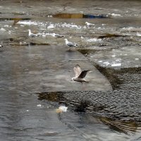 Птицы на льду :: Liliya Kharlamova