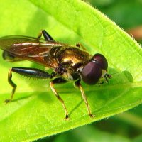 .Наствольницы (лат. Xylota) — род мух-журчалок из подсемейства Milesiinae[ :: vodonos241 