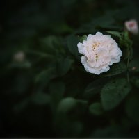 Вечерняя роза. :: Laborant Григоров