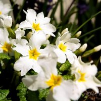 Весна и цветы :: Liudmila LLF