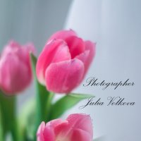 Тюльпаны :: Julia Volkova