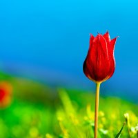 Красный тюльпан Шренка в Эльтонском природном парке Волгоградской области :: Павел Сытилин