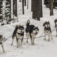 связанные одной цепью :: ИРИШКА СМИРНОВА