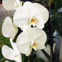 Песнь орхидее...) :: Тамара Бедай 