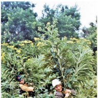 Цветы на острове Итуруп. 1985 г. :: Александр Вежливый