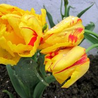Тюльпаны после дождя :: Яков Rumb-51