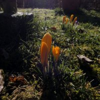 Добро Пожаловать, Весна :: Heinz Thorns
