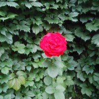 Первая роза  в окружении зелени. :: Нина Акарцева 