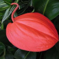 Удивительный Антуриум - цветок фламинго :: Тамара Бедай 