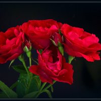 Кустовые розы. :: Ольга Кирсанова
