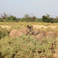 Приветствие слонят, Кения :: Andrey Vaganov