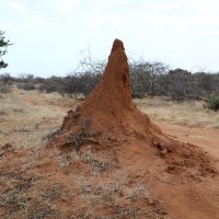 Кения, гигантский муравейник :: Andrey Vaganov