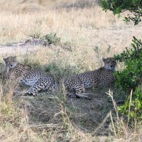 Кения, сафари, братья-леопарды :: Andrey Vaganov