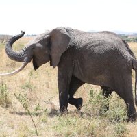 Кения, сафари, игривый слон :: Andrey Vaganov