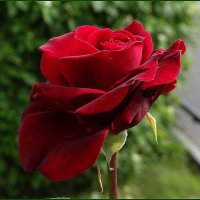 Прекрасная роза :: Вера 