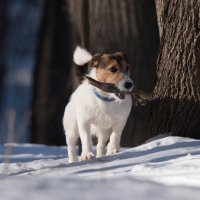 *** :: Владимир Безбородов