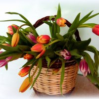 Все цветы сегодня для вас,мои дорогие !С праздником ! :: nadyasilyuk Вознюк