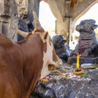 священная корова молится перед индийскими "богами" :: Георгий А