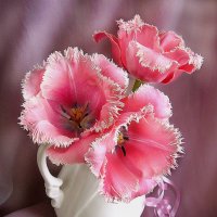 Розовые тюльпаны. :: Nata 