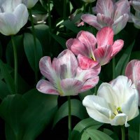 Праздник весны - царство тюльпанов! :: Валентина Харламова