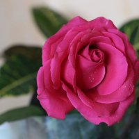 Роза в подарок :: ZNatasha -