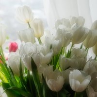 Мартовские тюльпаны :: Александр Гапоненко