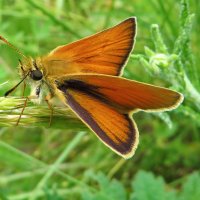 Толстоголовка тире[1] (лат. Thymelicus lineola) — бабочка из семейства толстоголовок. :: vodonos241 