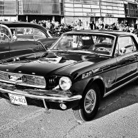 Mustang  B&W :: M Marikfoto