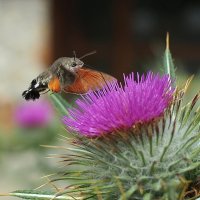 Бражник -бабочка колибри :: wea *