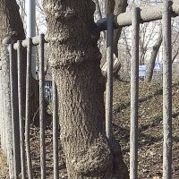 Дерево и железо :: Алексей Виноградов