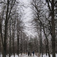 В парке в декабре :: Дмитрий Никитин