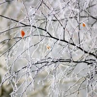 Лишь пятнышком ярким последний листок на зимних ветвях задержался... :: Анна Суханова