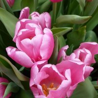 Розовые тюльпаны :: Лидия Бусурина