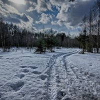 Весенний лес в Ромашково...12-03-2019 :: Юрий Яньков