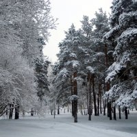 Такого снегопада...давно не помнят здешние места.... :: Анна Суханова