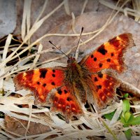 апрельские бабочки 2 :: Александр Прокудин
