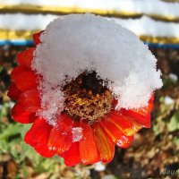 Цветы под снегом :: Лидия (naum.lidiya)