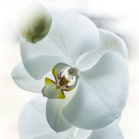Орхидея. :: Сергей Ермишкин