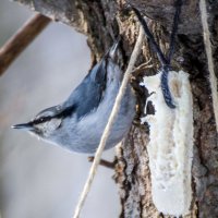 поползень :: Игорь 