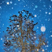 Птицы снег... :: Валерий Баранчиков