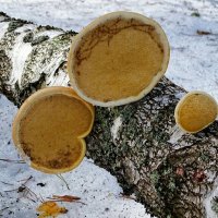 Древесные грибы на упавшей берёзе :: Милешкин Владимир Алексеевич 