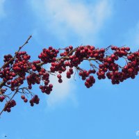 Осени привет весенний...) :: Тамара Бедай 