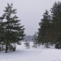 Снег :: Евгений Кочуров