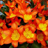 Яркие тюльпаны :: Лидия Бусурина