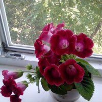 Цветы на окне :: Надежда 