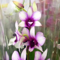 О красоте орхидей... :: Тамара Бедай 