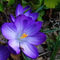 "...Раскрылся поутру красивый     Цветок лилово-голубой..." :: Galina Dzubina