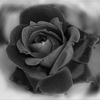 Черная роза - эмблема печали. :: Зоя Чария